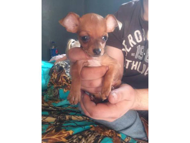3 female Chihuahua Puppies 8 week old in Pittsburgh