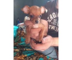 3 female Chihuahua Puppies 8 week old - 2