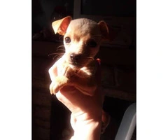 3 female Chihuahua Puppies 8 week old - 6