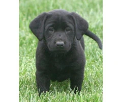 Black litter of Lab puppies Ready week of Christmas. - 3