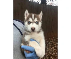 8 husky puppies for sale $800 each