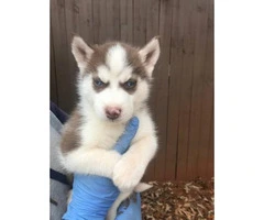8 husky puppies for sale $800 each - 2
