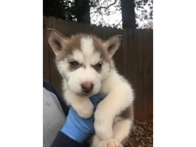 8 husky puppies for sale 800 each in Lawrenceville