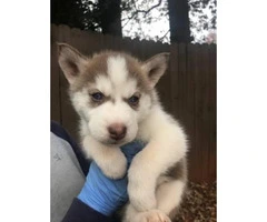 8 husky puppies for sale $800 each - 3