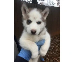 8 husky puppies for sale $800 each - 4