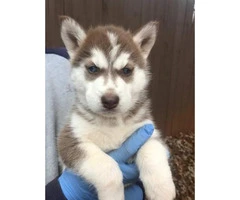 8 husky puppies for sale $800 each - 5