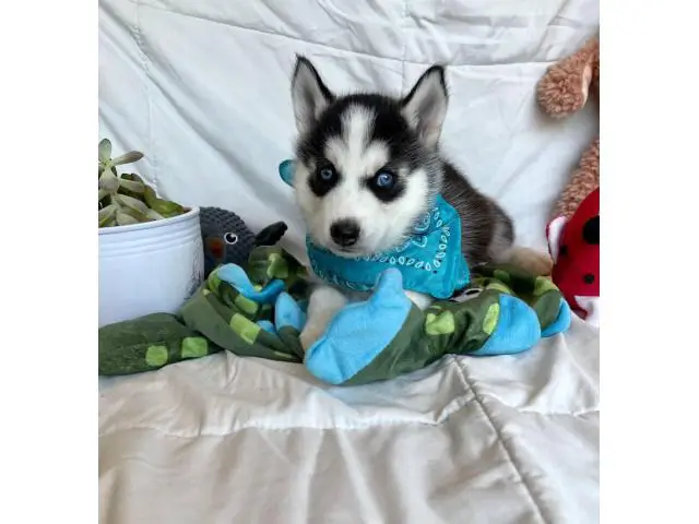 Pomsky for sale 3 boys and 2 girls