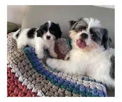 2 females and 1 male Gorgeous Shihtzu puppies