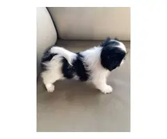 2 females and 1 male Gorgeous Shihtzu puppies - 3