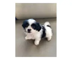 2 females and 1 male Gorgeous Shihtzu puppies - 4