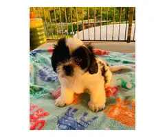 2 females and 1 male Gorgeous Shihtzu puppies - 5