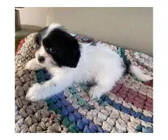 2 females and 1 male Gorgeous Shihtzu puppies - 6