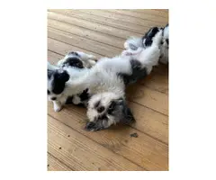 2 females and 1 male Gorgeous Shihtzu puppies - 7