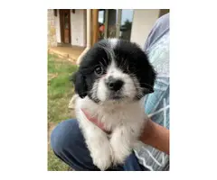 2 females and 1 male Gorgeous Shihtzu puppies - 8
