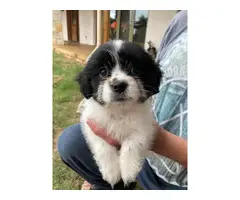 2 females and 1 male Gorgeous Shihtzu puppies - 9