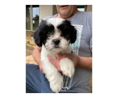 2 females and 1 male Gorgeous Shihtzu puppies - 10