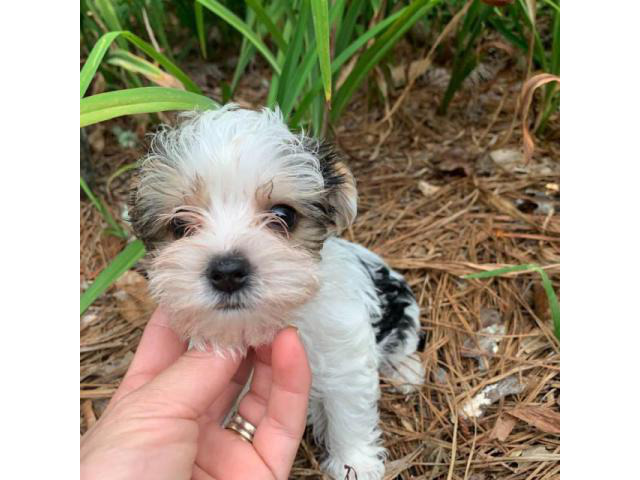 5 Akc Adorable Yorkie Puppies up for Sale Oakland - Puppies for Sale