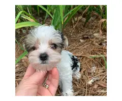 5 Akc Adorable Yorkie Puppies up for Sale - 1