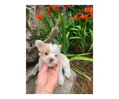 5 Akc Adorable Yorkie Puppies up for Sale - 4