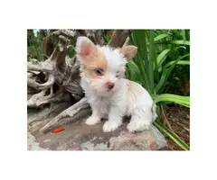 5 Akc Adorable Yorkie Puppies up for Sale - 5
