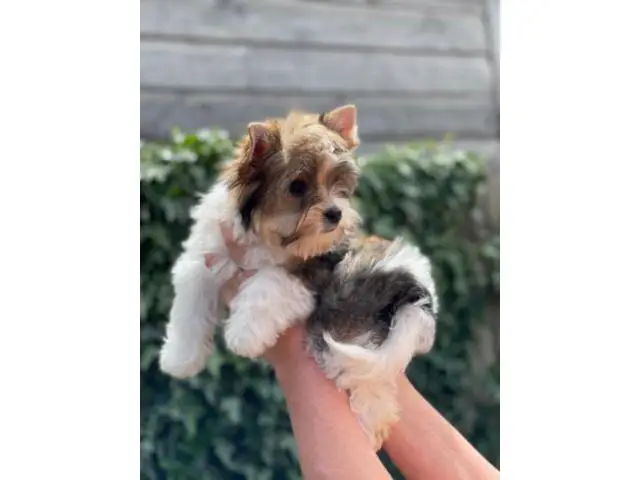 Beautiful & Rare Girl Biewer Yorkshire Terrier