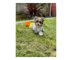 Beautiful & Rare Girl Biewer Yorkshire Terrier - 3