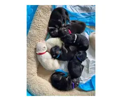 Four male and four female AKC German Shepherd puppies