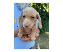 2 Male Dachsund Puppies for Sale