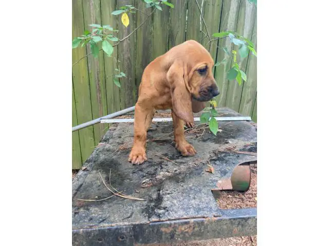 Red male Bloodhound puppy for sale - 1/8