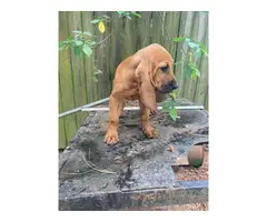 Red male Bloodhound puppy for sale