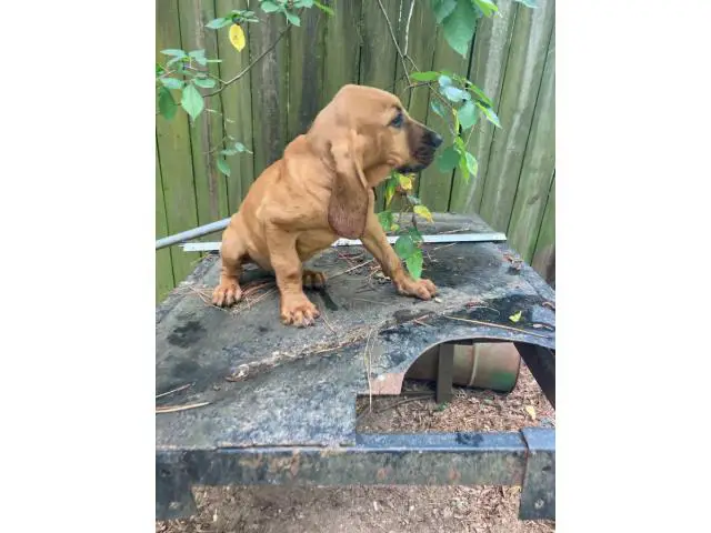 Red male Bloodhound puppy for sale - 5/8