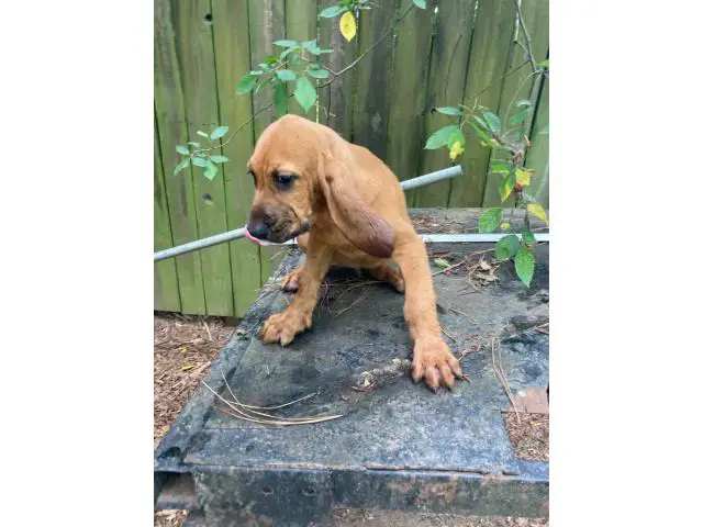 Red male Bloodhound puppy for sale - 6/8