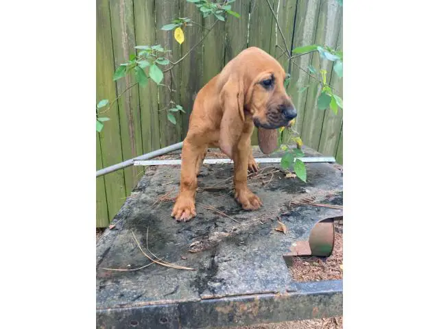 Red male Bloodhound puppy for sale - 8/8