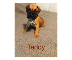 Litter of ten boxer puppies for sale