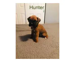 Litter of ten boxer puppies for sale - 2