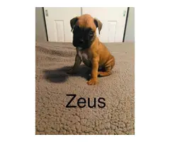 Litter of ten boxer puppies for sale - 3