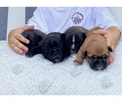 Male and female french bulldog puppies - 4