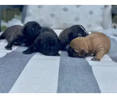 Male and female french bulldog puppies - 5