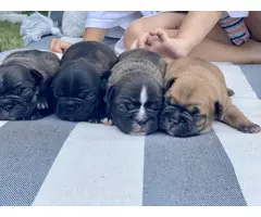 Male and female french bulldog puppies - 6