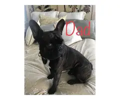 Male and female french bulldog puppies - 10