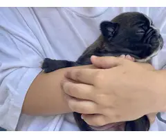 Male and female french bulldog puppies - 11