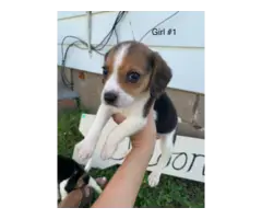 6 Beagle puppies for sale - 1