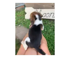 6 Beagle puppies for sale - 2