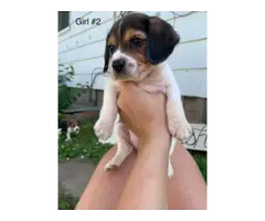 6 Beagle puppies for sale - 3