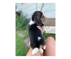 6 Beagle puppies for sale - 4