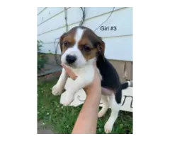 6 Beagle puppies for sale - 5