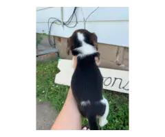 6 Beagle puppies for sale - 6