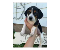 6 Beagle puppies for sale - 7