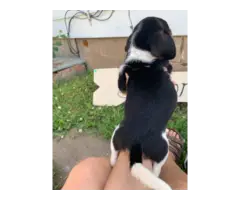 6 Beagle puppies for sale - 8