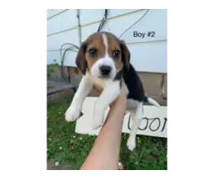 6 Beagle puppies for sale - 9